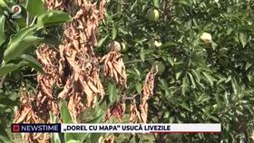 „Dorel” lovește din nou! Livezile din Vaslui se usucă iar oamenii dau vina pe angajații statului: „Un strigăt de disperare”